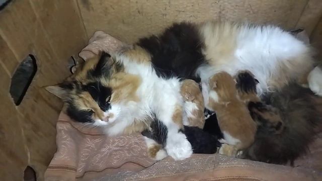Кися не даёт прикоснуться к Малышам . Малышня их 5 ) смотреть онлайн