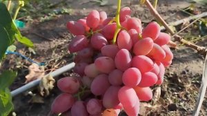 Виноград Джокер, Феличита, Конкурент Д. и др.  10 сентябр