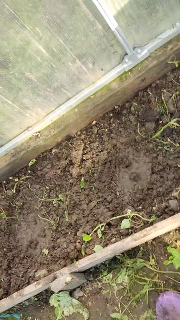 Посадка огурцов 3 часть😋 смотреть онлайн