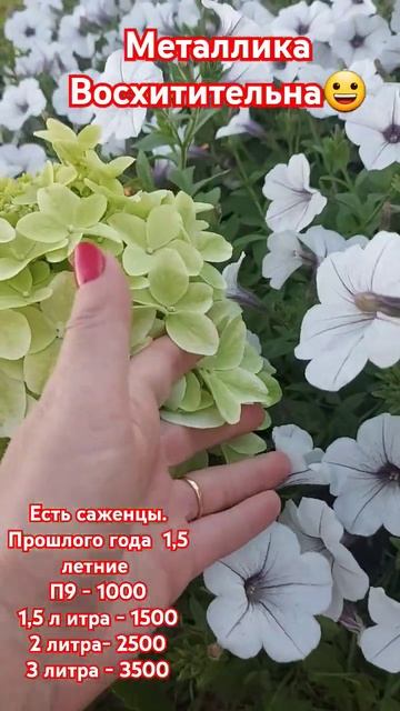 Гортензия Металлика #гортензииметельчатые смотреть онлайн