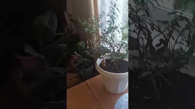 The pomegranate flower #Гранатовый цветок #дерево #граната #nar #aga смотреть онлайн