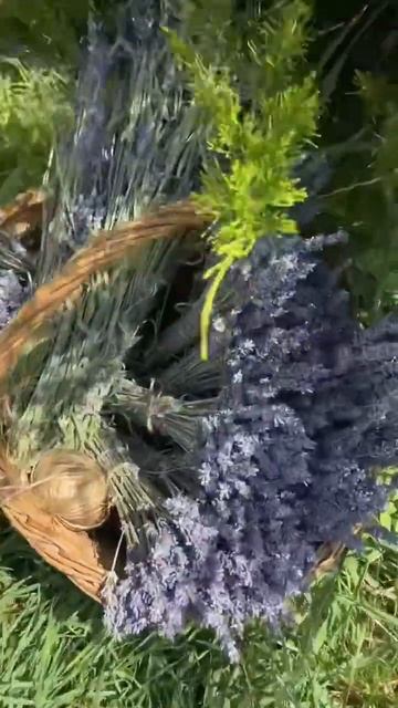 #счастье #дача #семья #сад #лето #цветы #лаванда смотреть онлайн