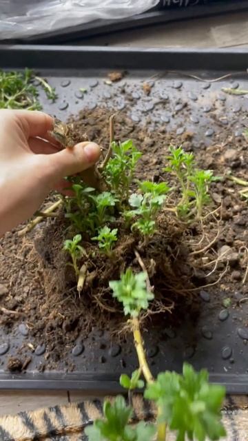 Перезимовавший корень Мультифлоры🌱 смотреть онлайн