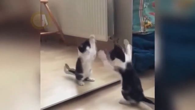приколы с котами до слез видео смотреть онлайн