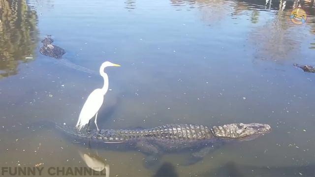 ПОДБОРКА ПРИКОЛОВ ЯНВАРЬ СМЕШНЫЕ ВИДЕО 2019 ЛУЧШИЕ ПРИКОЛЫ ржака угар жесть ржач ржака до слез #52 смотреть онлайн