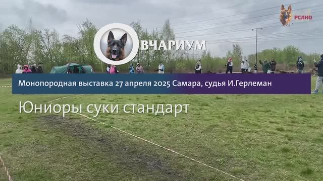 ЮНИОРЫ СУКИ / КЧК САМАРА 27 апреля`25 И.Герлеман Моно немецких овчарок