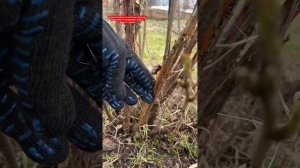 Как обрезать смородину весной