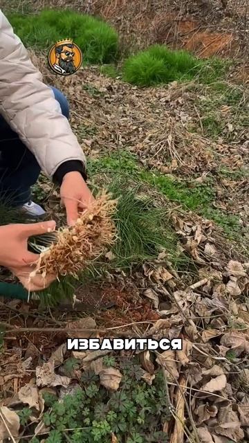 Ради этого растения ходил по лесу 2 часа!😱 смотреть онлайн