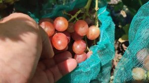 Виноград Фламия и Красная Роза