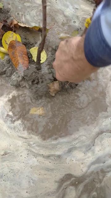 Выкопка саженцев в воде. смотреть онлайн