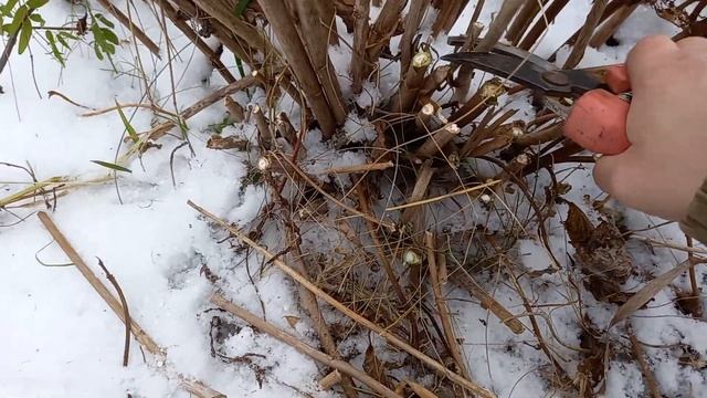 Обрезка древовидных гортензий, осень 2024 смотреть онлайн