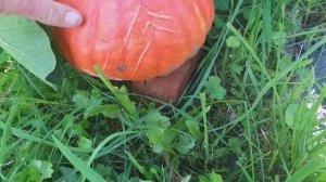 Очень удобный размер тыквы Учики Кури.