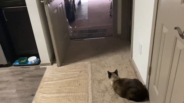 Будем считать, что жирненькая потому что маме не выгодно =^..^= СИАМСКИЕ КОШКИ смотреть онлайн