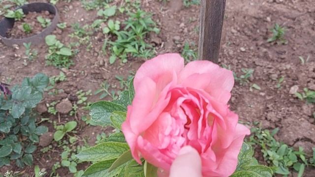 очень красивый пион коралл.