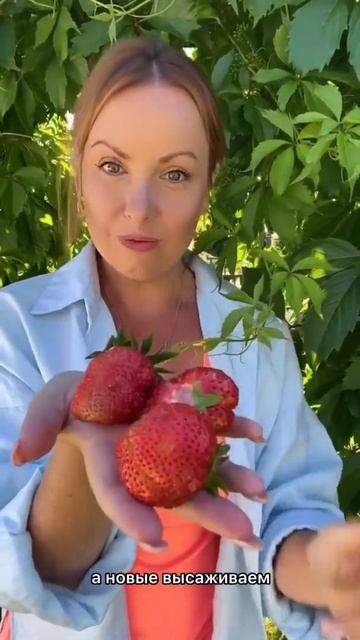 Почему мельчает клубника 🍓 Выращивание клубники 🍓? смотреть онлайн