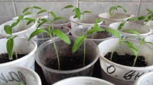 Наращиваем корневую систему томатов проверенным сред