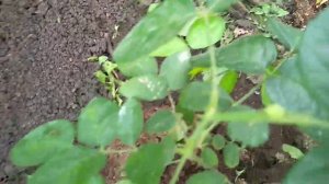 Пересадка Черенка Розы в грунт.