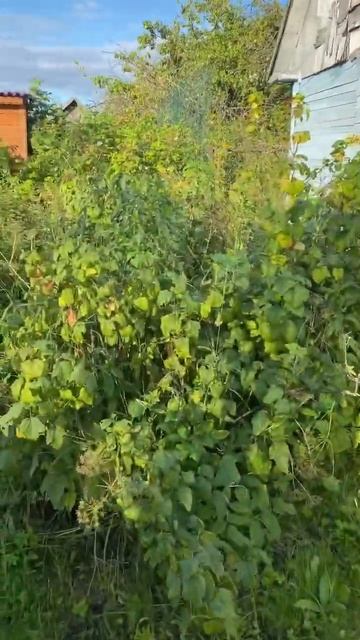 А у меня снова до и после🤣 Тут кусты черной смородины? смотреть онлайн