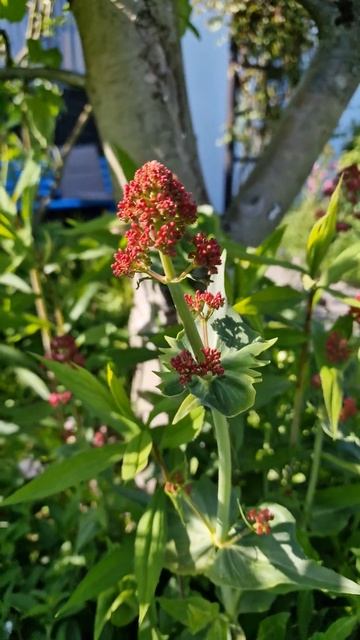 Цветы в мае на дачном участке. Приятно поют птицы. смотреть онлайн