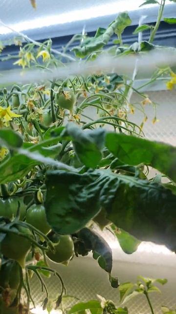 Гераниум Кисс чудо томат круглый год смотреть онлайн