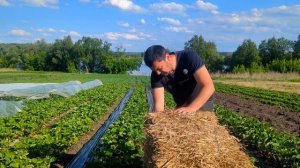 Мульчирование клубники соломой.