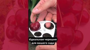 Гигантская Черешня "Гигант Ред"