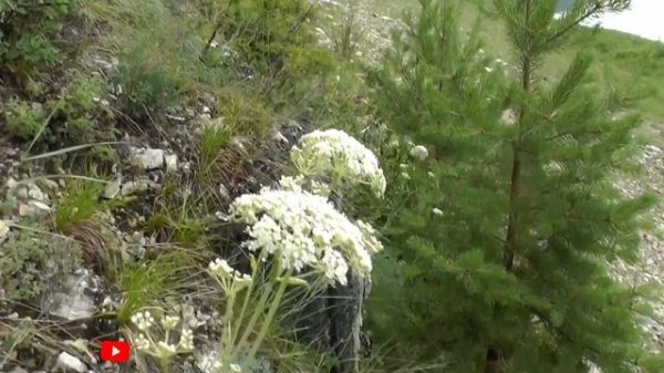 Вздутоплодник сибирский: Редкое растение Сибири | Phlojod