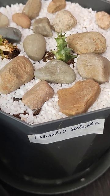 Гуэрния. Дювалия. Пересадка растений.