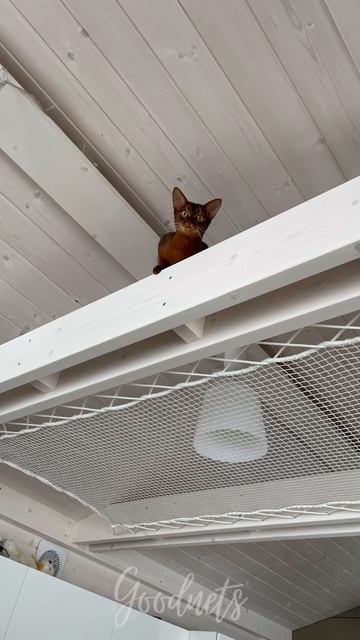 Пол-гамак для кота по кличке Кварк (www.goodnets.su) #гамак #ло? смотреть онлайн