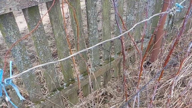 ПРАВИЛЬНАЯ обрезка малины весной! ОБ ЭТОМ ВСЕ МОЛЧАТ! ? смотреть онлайн