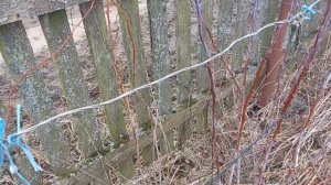 ПРАВИЛЬНАЯ обрезка малины весной! ОБ ЭТОМ ВСЕ МОЛЧАТ! ?