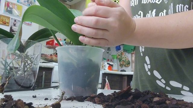 Зимняя пересадка орхидеи с проблемами и орхидеи с воз?