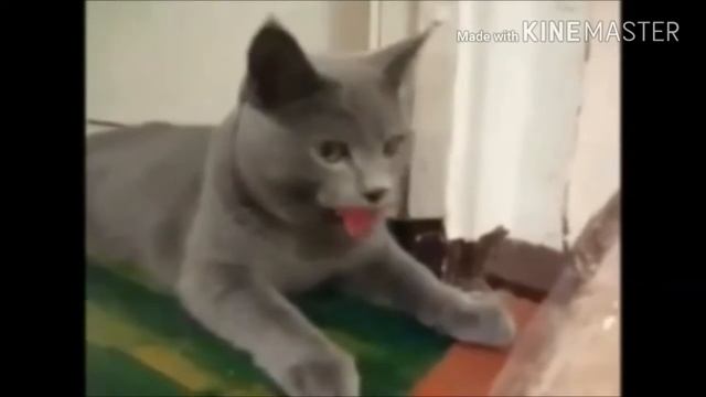 Смешные Приколы|витя| смотреть онлайн