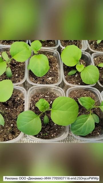 ПОСЕВ ПЕРЦЕВ НА РАССАДУ В МАРТЕ 2025 Г - ПРЫГАЕМ В ПРОСЛЕ? смотреть онлайн