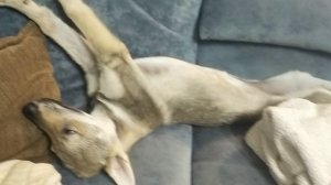 Кайфуша чехословацкий влчак Персея