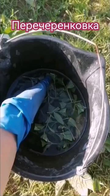 Продажа гортензий. Вотсапп 89219779489. г. Подпорожье, Ленин смотреть онлайн