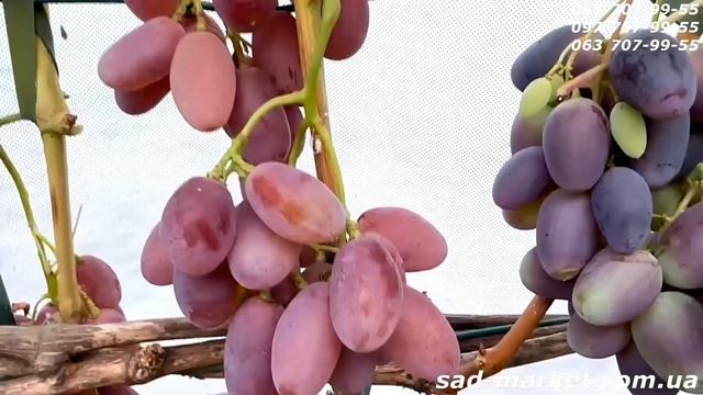 Виноград Минор - 2024, обзор