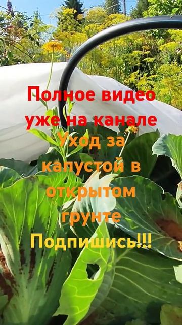Уход за капустой в открытом грунте #дача #огород смотреть онлайн