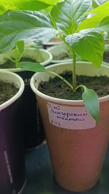 Этой рассаде перцев меньше месяца! (сладкие и острые с?