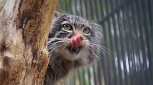 Порция хорошего настроения для вас!