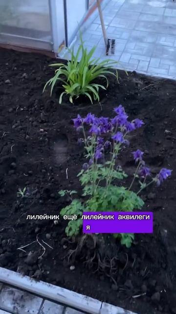 #сад #огород #дача #рассада #теплица 65. 11.06.2024 смотреть онлайн