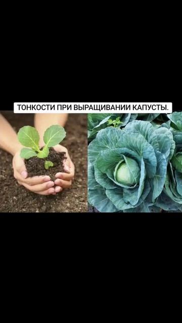 ТОНКОСТИ ПРИ ВЫРАЩИВАНИИ КАПУСТЫ. смотреть онлайн