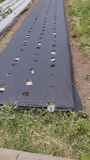 🤠вот и готова вторая грядка под клубнику 🍓 смотреть онлайн