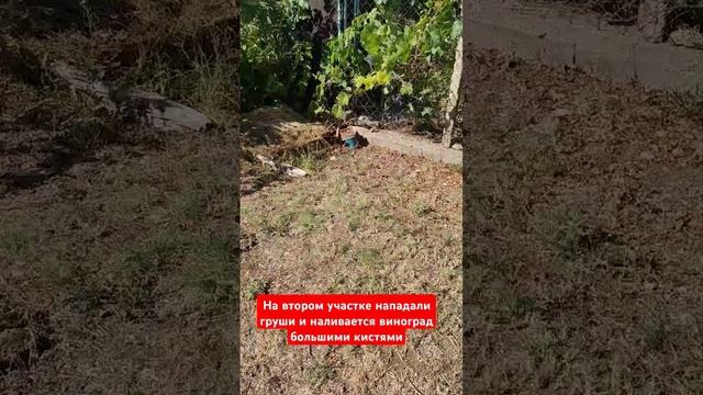 Собрала падалицу по грушей. Виноград напился большими смотреть онлайн