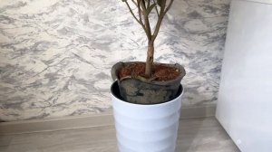 Камелия уход в домашних условиях. Камелия размножение