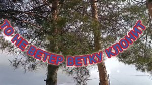 ТО НЕ ВЕТЕР ВЕТКУ КЛОНИТ...
