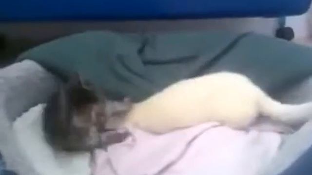 Котёнок бесится с хорьком Приколы 2015 Fail Compilation смотреть онлайн