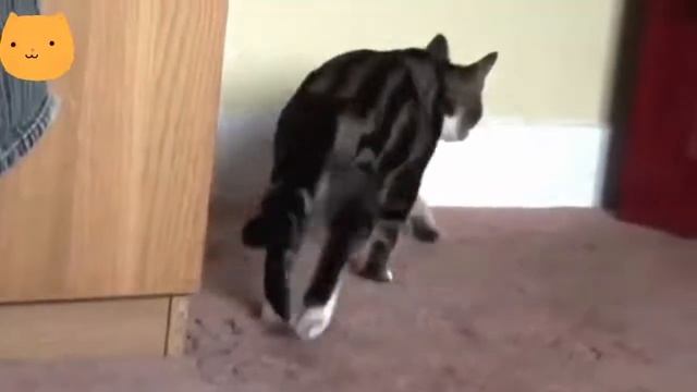 Funny cats Смешные коты Приколы про котов и кошек до слез Смешные кошки 2019 смотреть онлайн