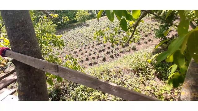 Будиночок на дереві. Простий і складніший варіант