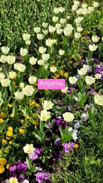 #весна #цветы #жизньпрекрасна #душевноевидео